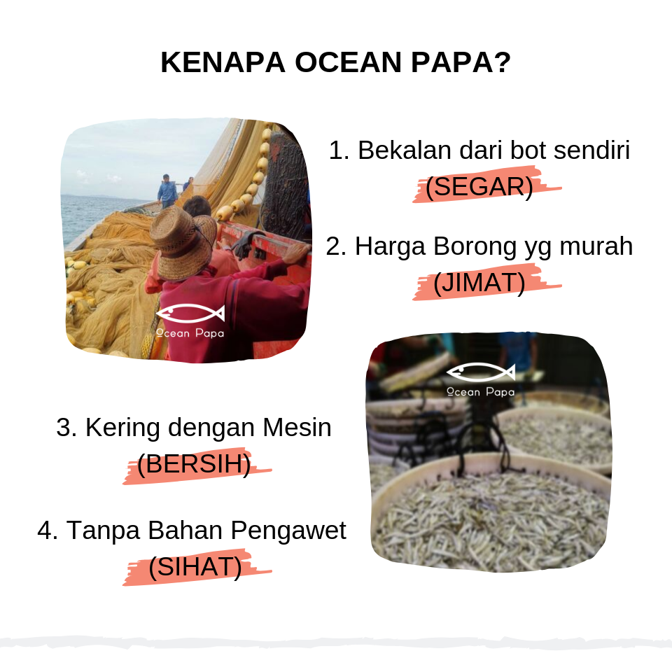 Kenapa Ocean Papa? 1. Bekalan dari bot sendiri (SEGAR) 2. Harga Borong yg murah (JIMAT) 3. 			Kering dengan Mesin (BERSIH) 4. Tanpa Bahan Pengawet (SIHAT)